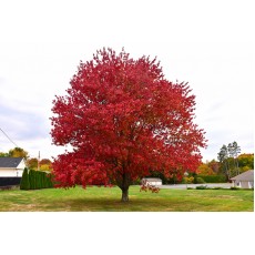 Red Maple